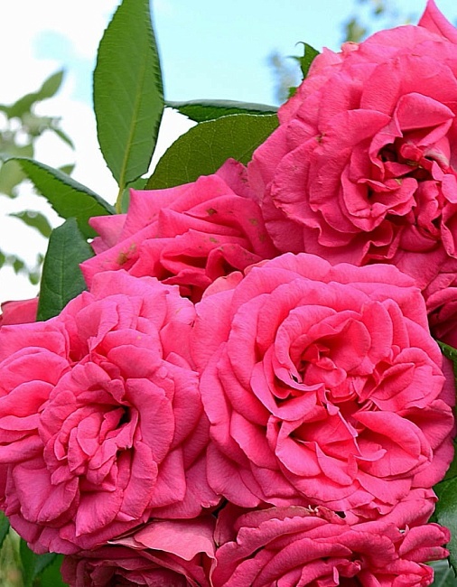 Роза плетистая Маритим